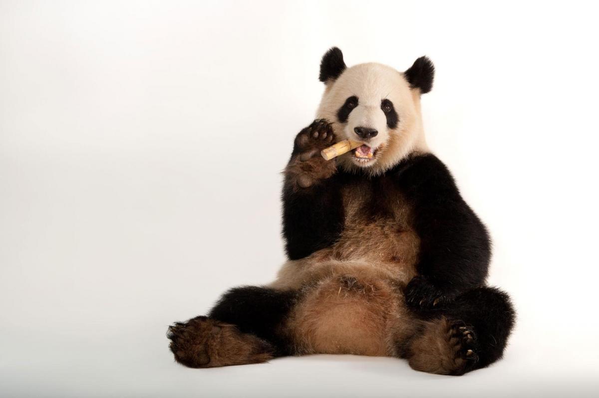I Am a Panda 1
