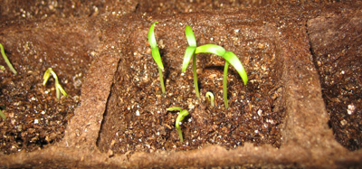Spring is Always a Little Chile 6