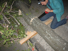 A Tree Falls in Brooklyn 6